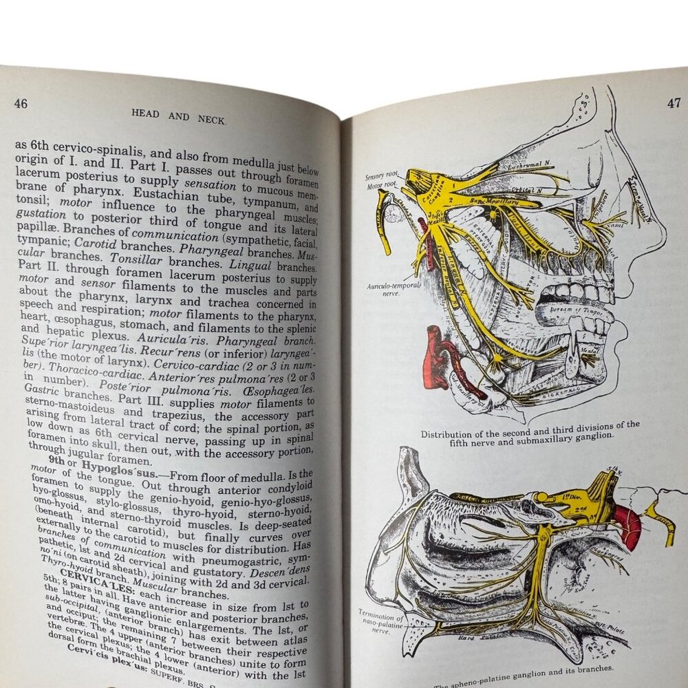 The Concise Grays Anatomy Book by C.H. Leonard AM MD Chartwell Books 1983  Omega - Picture 11 of 16